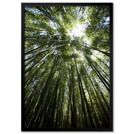 Plakat w ramie Bambus - widok z dołu