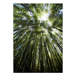 Plakat Bambus - widok z dołu