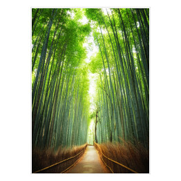 Plakat samoprzylepny Droga przez bambusowy gaj, Kyoto