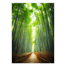 Plakat Droga przez bambusowy gaj, Kyoto