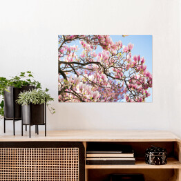 Plakat samoprzylepny Drzewo magnolii