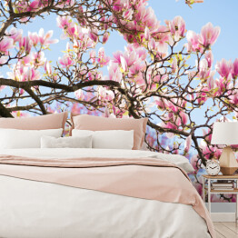 Fototapeta Drzewo magnolii