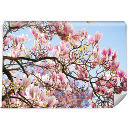 Fototapeta Drzewo magnolii