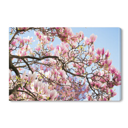 Obraz na płótnie Drzewo magnolii