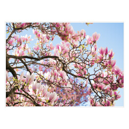 Plakat samoprzylepny Drzewo magnolii