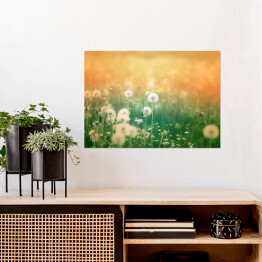 Plakat samoprzylepny Piękne kwiaty mniszka lekarskiego w pastelowych promieniach słońca