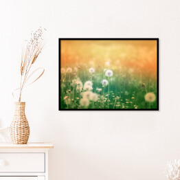 Plakat w ramie Piękne kwiaty mniszka lekarskiego w pastelowych promieniach słońca