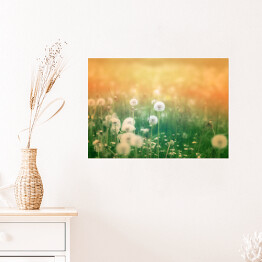 Plakat Piękne kwiaty mniszka lekarskiego w pastelowych promieniach słońca