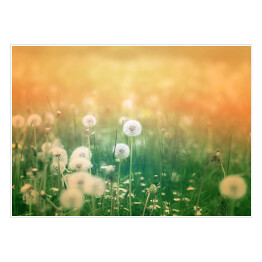 Plakat samoprzylepny Piękne kwiaty mniszka lekarskiego w pastelowych promieniach słońca