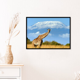 Plakat w ramie Żyrafa w parku narodowym, Kenia