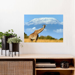 Plakat samoprzylepny Żyrafa w parku narodowym, Kenia