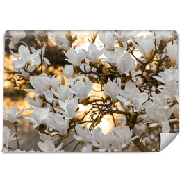 Fototapeta winylowa zmywalna Biała magnolia