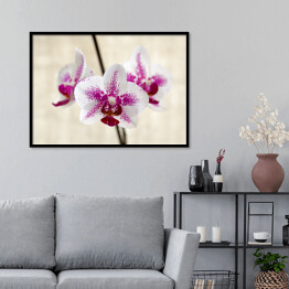 Biało fioletowa orchidea