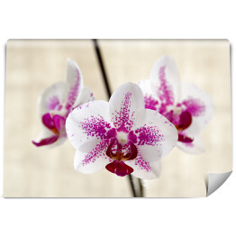 Fototapeta Biało fioletowa orchidea