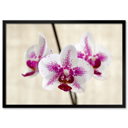 Biało fioletowa orchidea