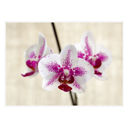 Plakat Biało fioletowa orchidea