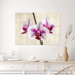 Plakat Biało fioletowa orchidea