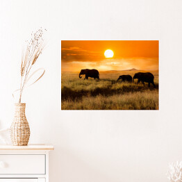 Plakat samoprzylepny Rodzina słoni podczas wieczorengo spaceru