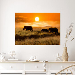 Plakat Rodzina słoni podczas wieczorengo spaceru
