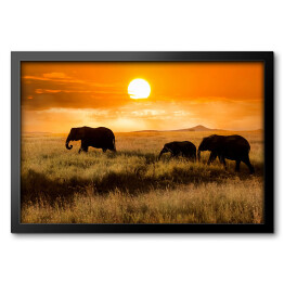 Obraz w ramie Rodzina słoni podczas wieczorengo spaceru