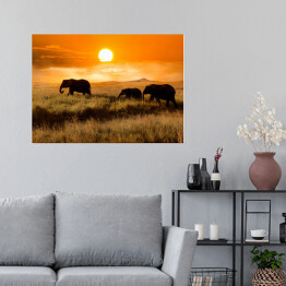Plakat samoprzylepny Rodzina słoni podczas wieczorengo spaceru