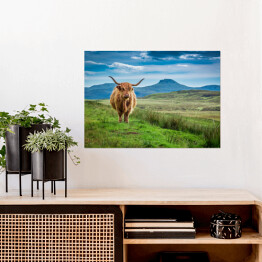 Pastwiskowa górska krowa w Wyspie Skye w Szkocja
