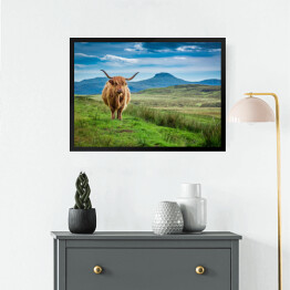 Obraz w ramie Pastwiskowa górska krowa w Wyspie Skye w Szkocja