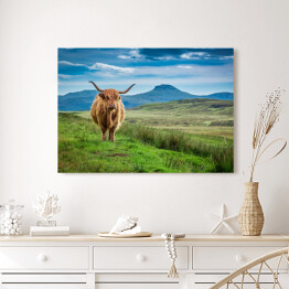 Obraz na płótnie Pastwiskowa górska krowa w Wyspie Skye w Szkocja