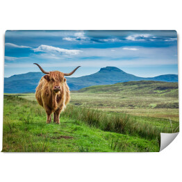 Fototapeta winylowa zmywalna Pastwiskowa górska krowa w Wyspie Skye w Szkocja