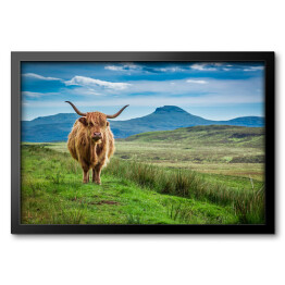 Obraz w ramie Pastwiskowa górska krowa w Wyspie Skye w Szkocja