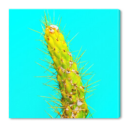 Obraz na płótnie Zielony kaktus na niebieskim tle