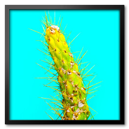 Obraz w ramie Zielony kaktus na niebieskim tle