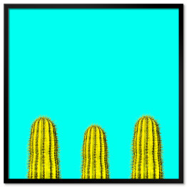Plakat w ramie Kilka zielonych kaktusów na niebieskim tle