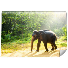 Fototapeta Ceylon - dziki słoń w tropikalnej dżungli