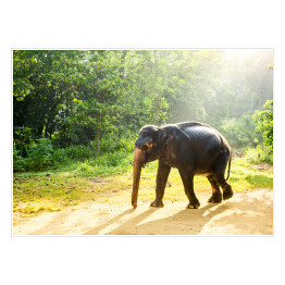 Plakat Ceylon - dziki słoń w tropikalnej dżungli