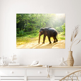 Plakat Ceylon - dziki słoń w tropikalnej dżungli