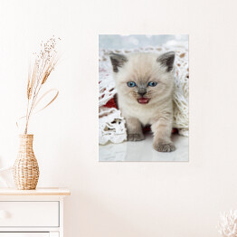 Plakat samoprzylepny Kotek rasy syberyjskiej