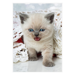 Plakat samoprzylepny Kotek rasy syberyjskiej