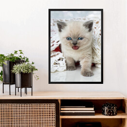 Obraz w ramie Kotek rasy syberyjskiej