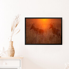 Obraz w ramie Antylopy w zachodzącym słońcu