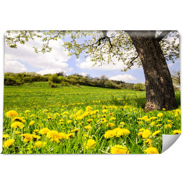 Fototapeta winylowa zmywalna Wiosenna łąka z mleczami