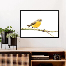 Obraz w ramie Żółty ptak siedzący na gałęzi na białym tle