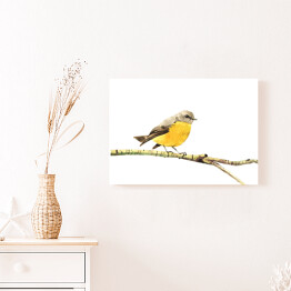  Żółty ptak siedzący na gałęzi na białym tle