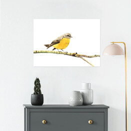 Plakat Żółty ptak siedzący na gałęzi na białym tle