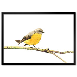 Plakat w ramie Żółty ptak siedzący na gałęzi na białym tle