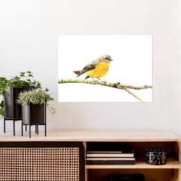 Plakat Żółty ptak siedzący na gałęzi na białym tle