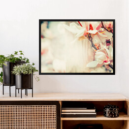 Obraz w ramie Piękny kwiat magnolii w pastelowym kolorze