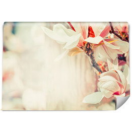 Fototapeta winylowa zmywalna Piękny kwiat magnolii w pastelowym kolorze