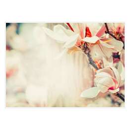 Plakat Piękny kwiat magnolii w pastelowym kolorze