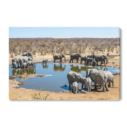 Obraz na płótnie Wielka rodzina afrykańskich słoni, Namibia, Afryka